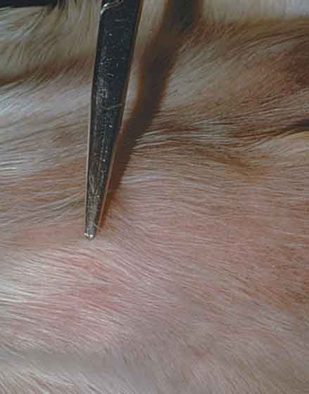 A forceps is used to pull hairs from affected skin for a trichogram