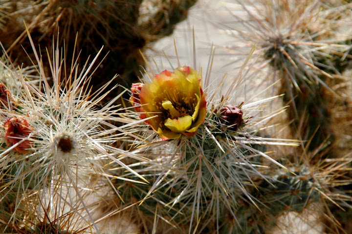 Cholla%20Flowers%20DSC_0768.JPG