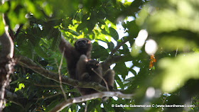 Female Hoolock Gibbon with Baby