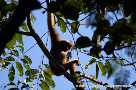 Hoolock Gibbon bathed in the golden rays of the sun