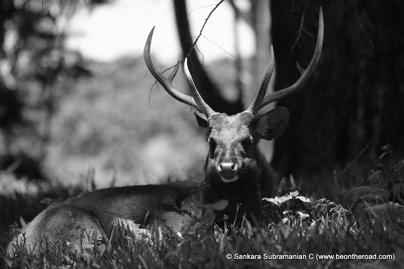 Sambar Deer Stag at Horton Plains - 7