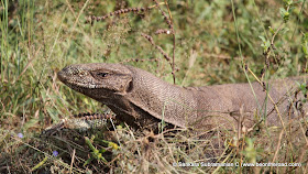Land Monitor Lizard at Yala National Park