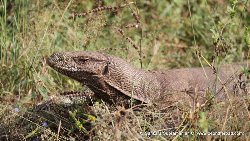 Land Monitor Lizard at Yala National Park