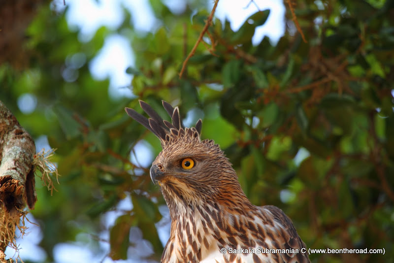 Changeable Hawk Eagle at Yala National Park - 7