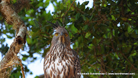 Changeable Hawk Eagle at Yala National Park - 9