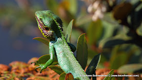 Green Chameleon at Mini World's End, Horton Plains