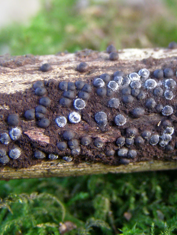 Black Spot Fungus - Life and Opinions - Life and Opinions
