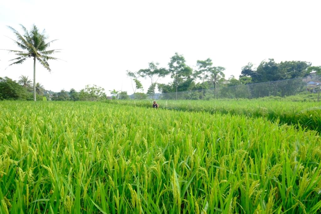 Jawa Tengah (Photo: Pemprov Jawa Tengah)