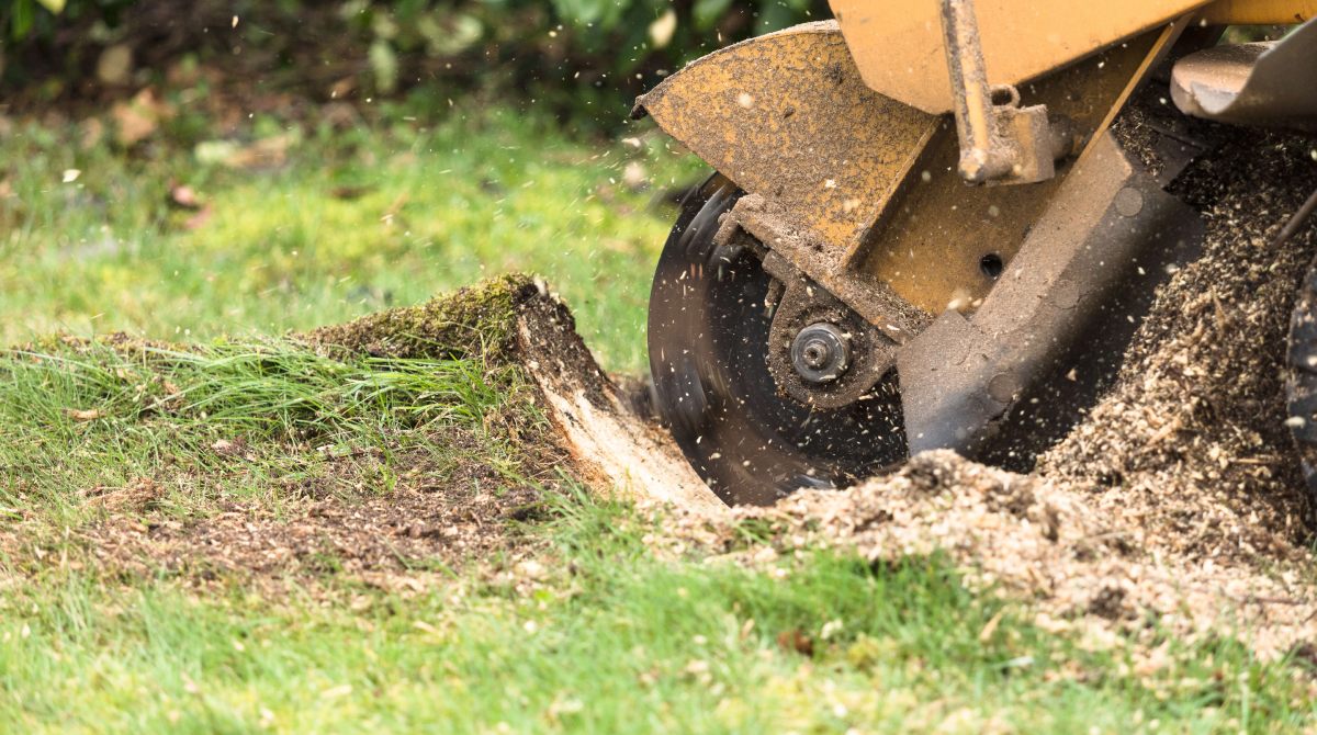 Stump Grinding after Cutting Tree Down