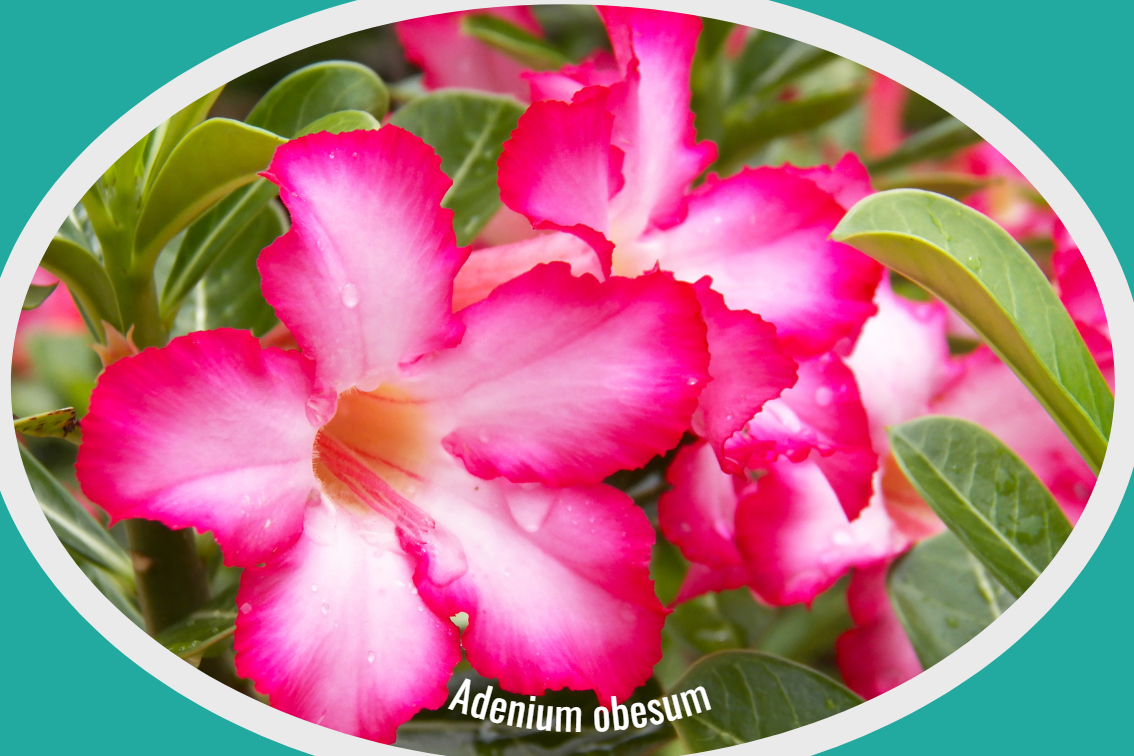 Adenium obesum