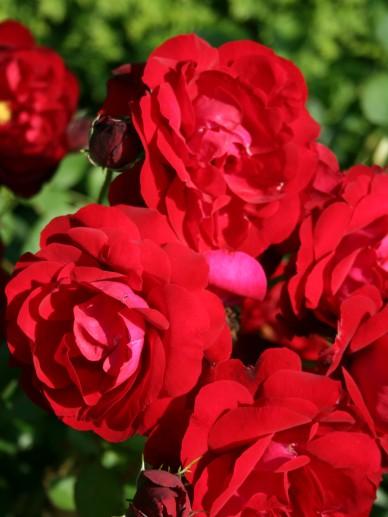 Rosa 'Lilli Marleen' - Floribundaroos | De Tuinen van Appeltern