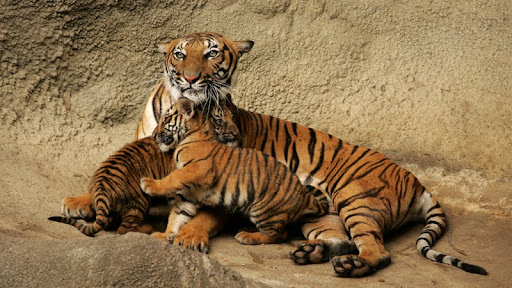 Malayan Tigers, Cincinnatti Zoo, Ohio.jpg