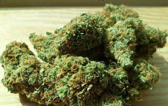 Cannabis, Marijuana, Green, Drug, Weed
