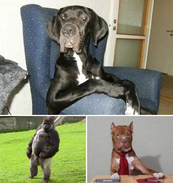 Animals who act like a Boss
