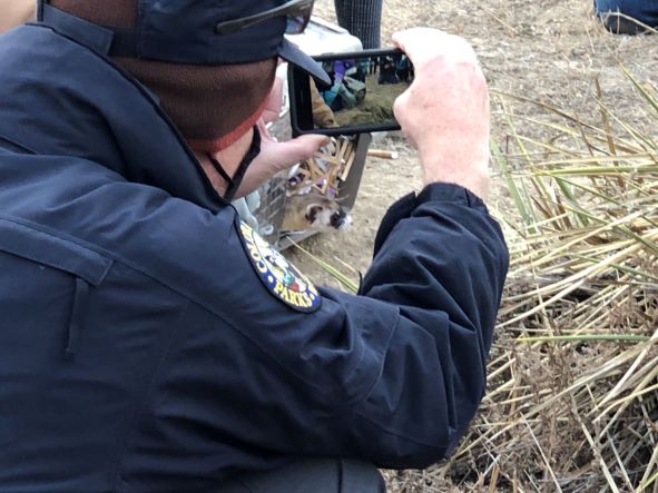 A CPW officer takes a photo of a ferret leaving its cage to enter a burrow