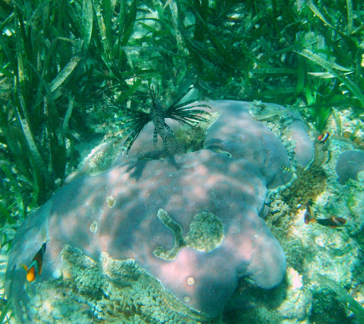 Gambar Gambar Ikan The Greatest Fish Picture In The World Gambar Gambar Ikan The Greatest Fish Picture In The World