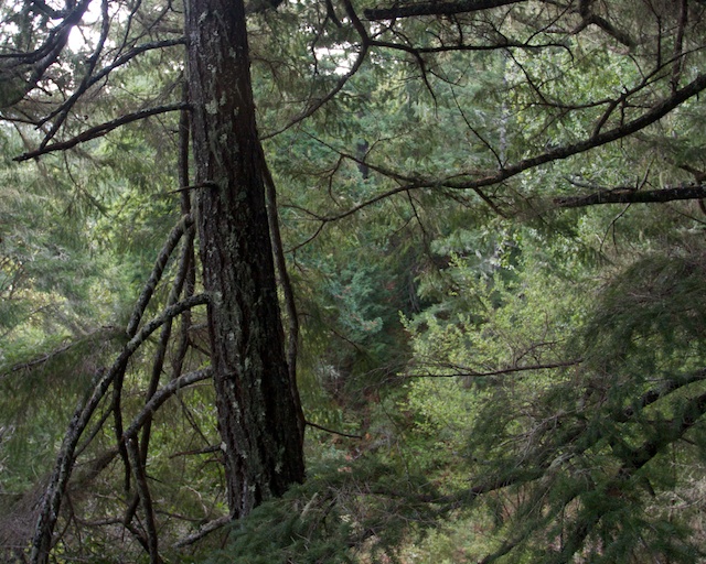 Mixed Pine Forest