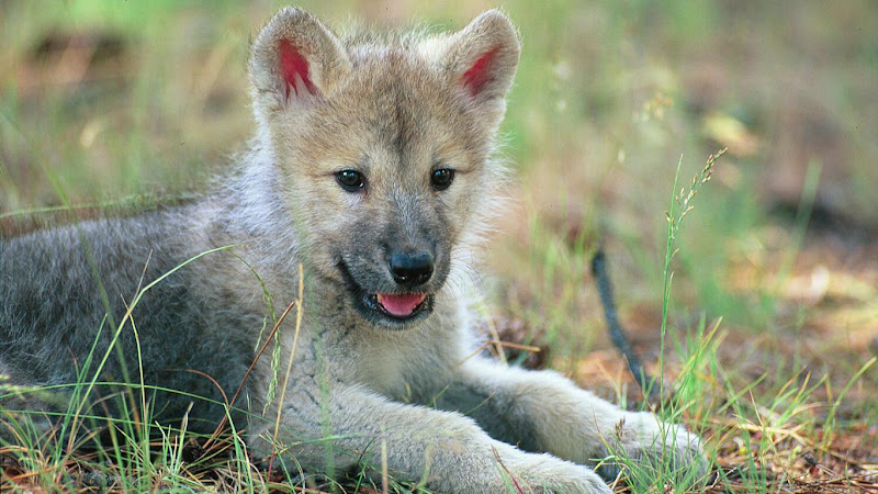 20 Wild Wolves Wallpaper Collection For Your Desktop