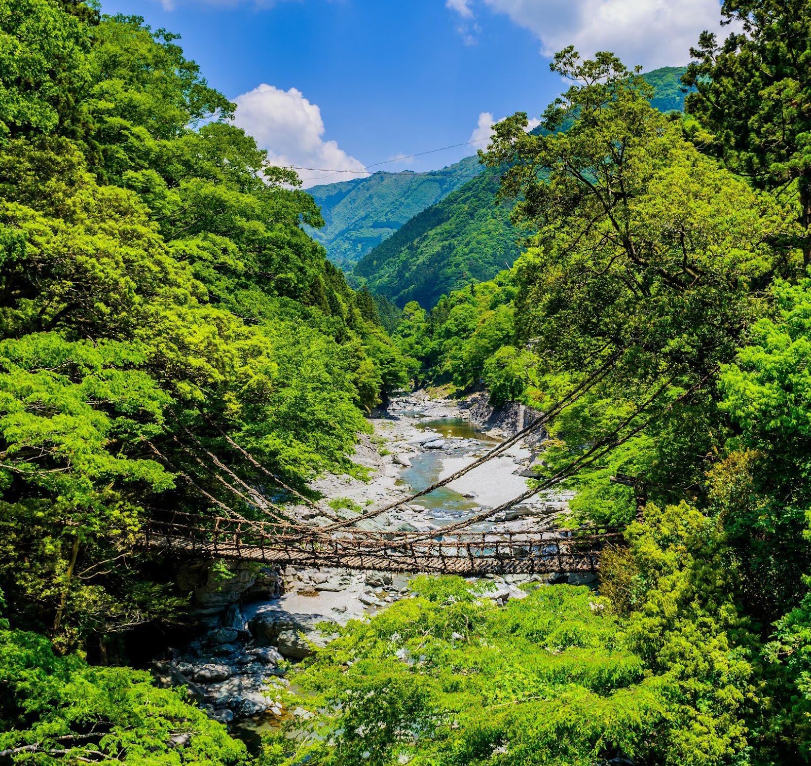 森の中を流れる川  自動的に生成された説明