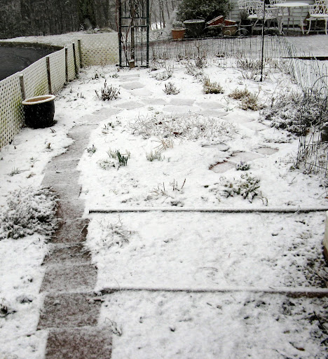 Herb garden first day of spring 2011