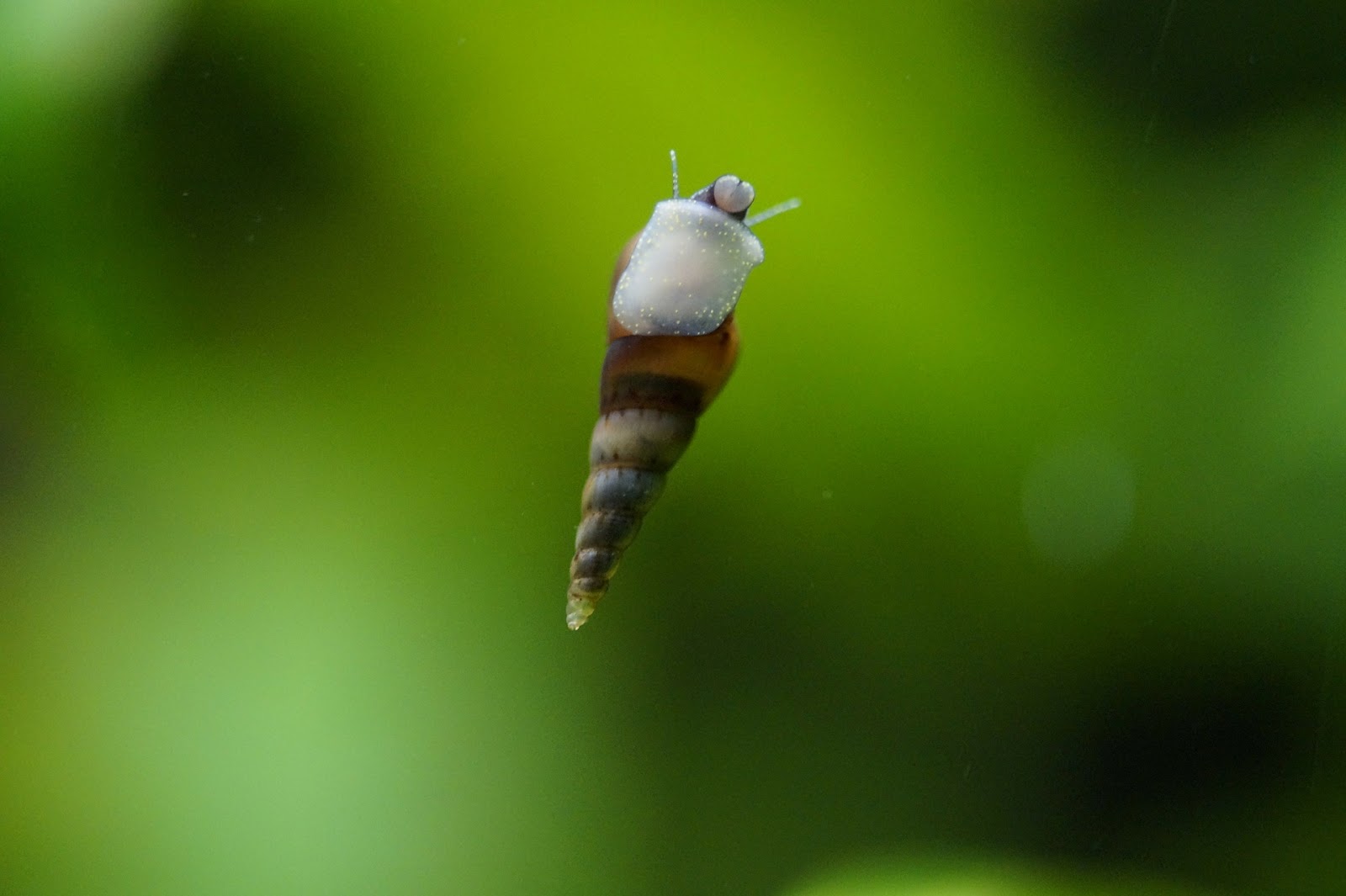 Snail on aquarium glass
