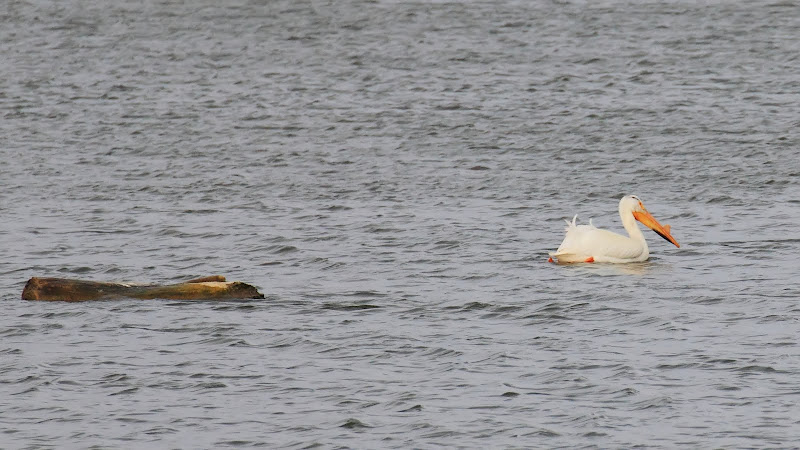 IMAGE: https://lh6.googleusercontent.com/_cZghdYR_ar8/TbeCeqvY2hI/AAAAAAAAAhE/r7ZVCz9RFKY/s800/IMG_8801.jpg