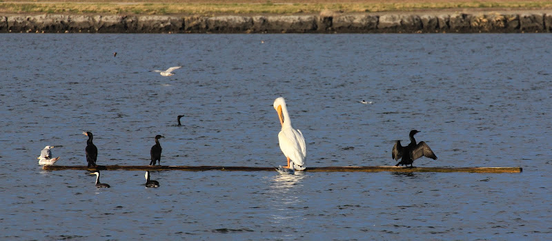 IMAGE: https://lh6.googleusercontent.com/_cZghdYR_ar8/TdQH-F1pJyI/AAAAAAAAAmY/Pe3OCUTTz4o/s800/IMG_11081.JPG