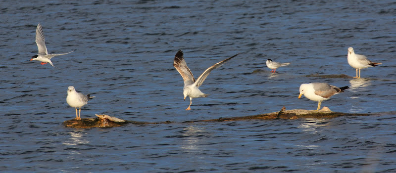 IMAGE: https://lh6.googleusercontent.com/_cZghdYR_ar8/TdQH-R-QCKI/AAAAAAAAAmc/tIl25iO-6-c/s800/IMG_11105.JPG