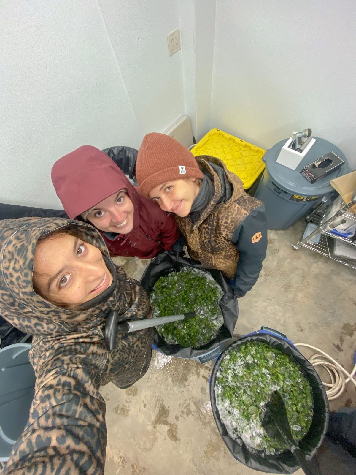 Foto colorida de três mulheres lavando haxixe em um cold room, com baldes contendo água, gelo e maconha