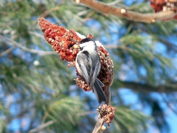chickadee eating sumac seed