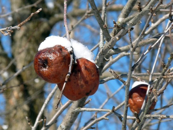 winter apples