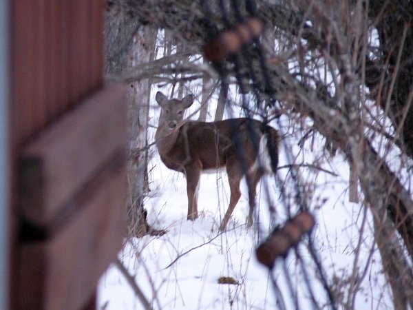 deer in yard