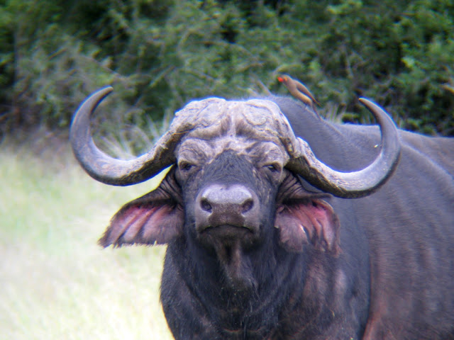 Cape Buffalo