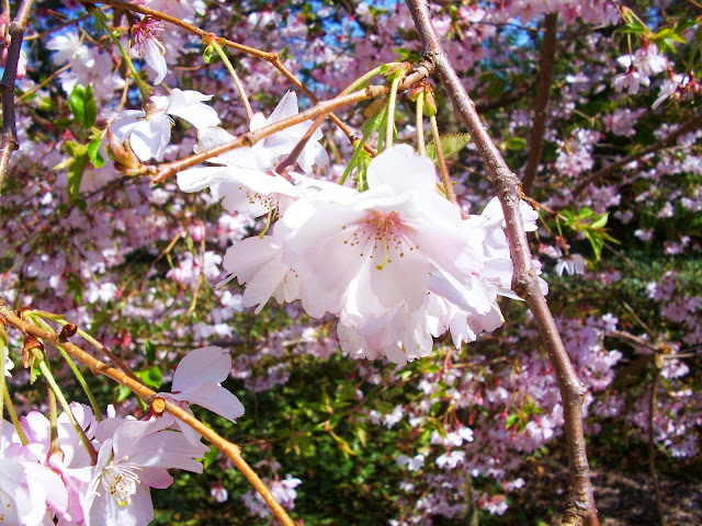 cherry blossom flower meaning. Cherry Blossom- well educated,