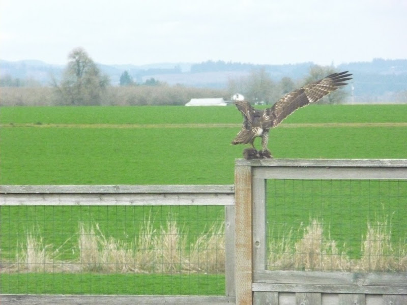 hawk kills and eats a bird in my backyard - Straight Dope Message Board