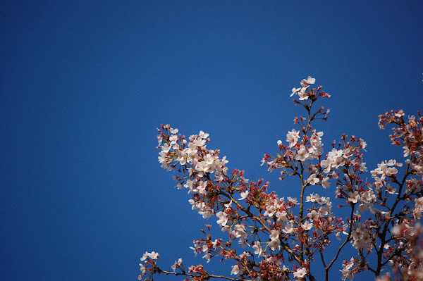 桜も撮った、撮影場所：宇都宮大通りの二荒山神社