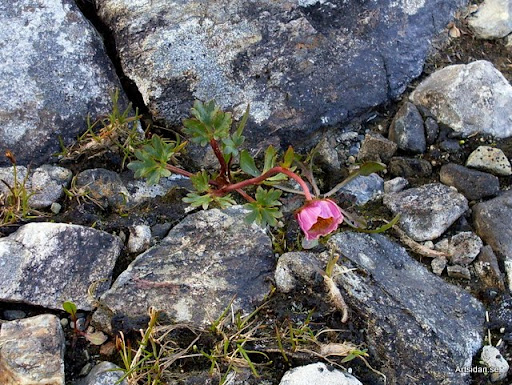 Isranunkel Ranunculus glacialis