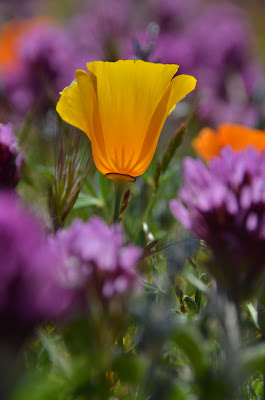 yellow poppy in clover