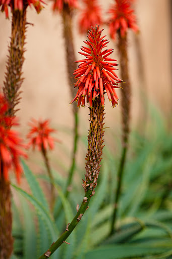 Марокканция. На краю пустыни.