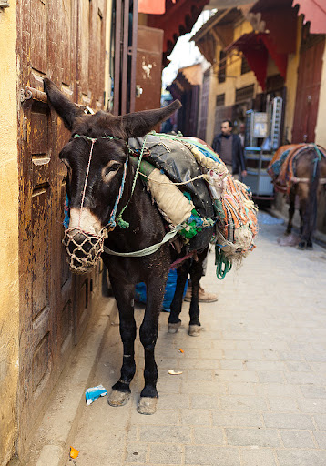 Марокканция. На краю пустыни.