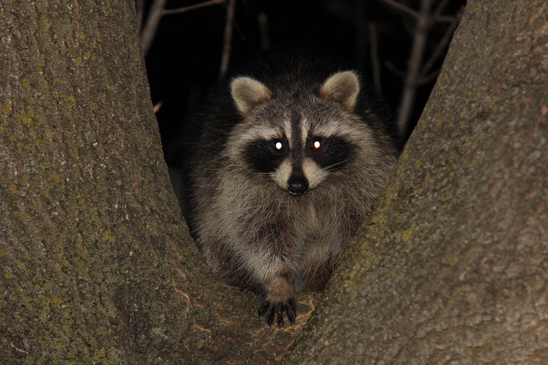 How Far Do Raccoons Travel In A Night