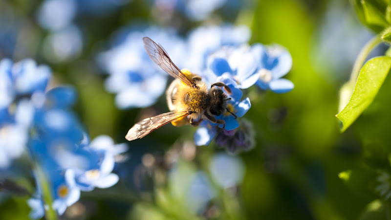 abeille sur bleu... 20110410_10_abeille_DSC2795