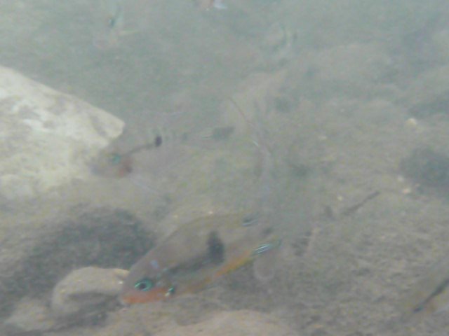 Thorichthys socolofi f1, Rio Bascàn, Mexique - Page 6 M20100414-1627-P1080268
