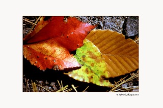 Autumn Autumn