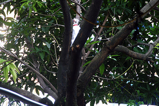 kucing comel panjat pokok