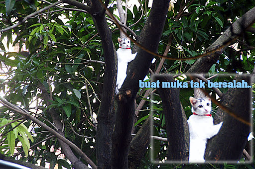 kucing comel muka selamber