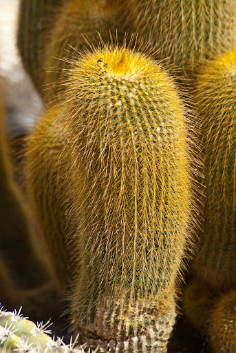 Cactus au Jardin botanique _GAB1055