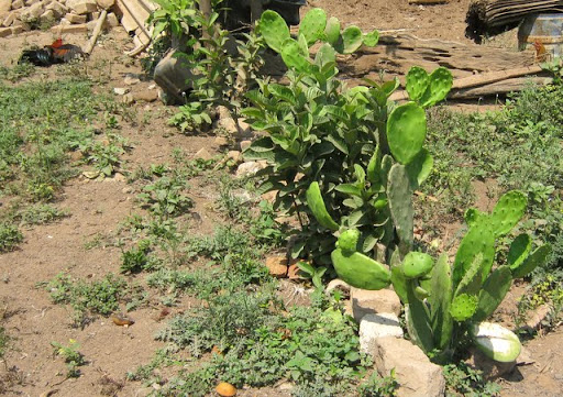 patch of cactus