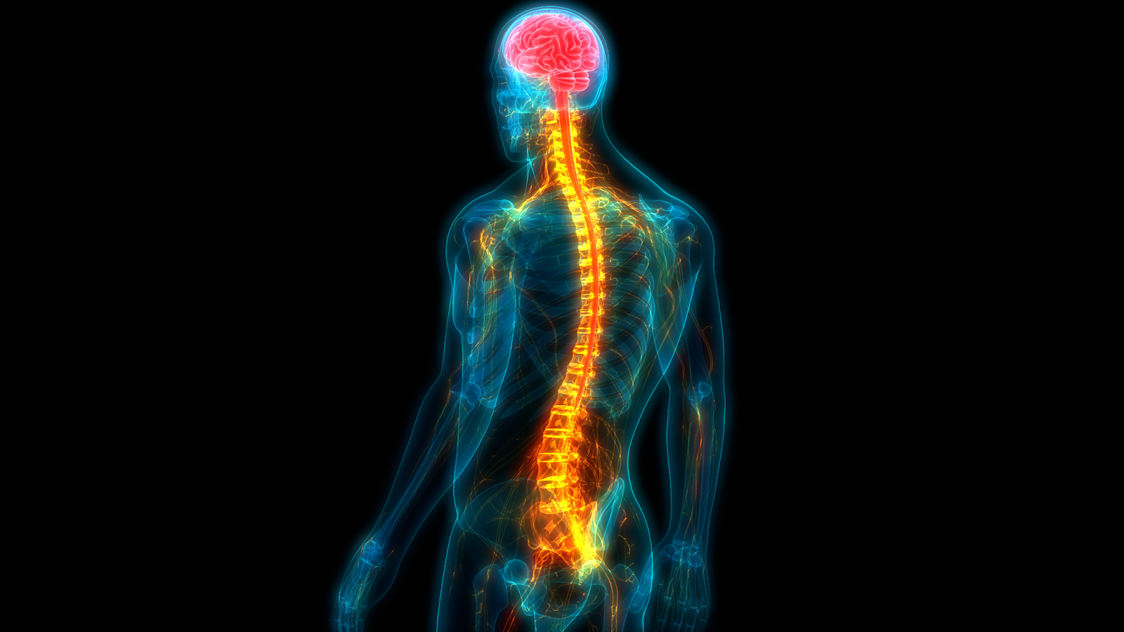 anatomia de um esqueleto humano com destaque para a coluna vertebral em laranja