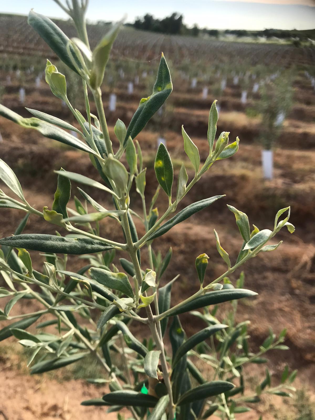 young olive mites. ESAO Olive Grove Management